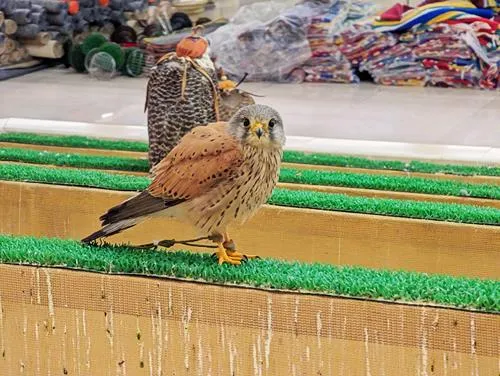 Falcon Souq in Souq Waqif in Doha in Qatar