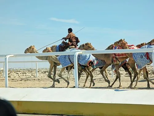 Ash-Shahaniyah Camel Racetracks in Qatar