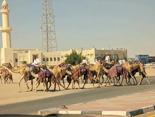 Ash-Shahaniyah Camel Racetracks in Qatar