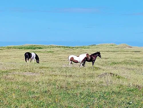 Miquelon Island tour in St. Pierre and Miquelon 