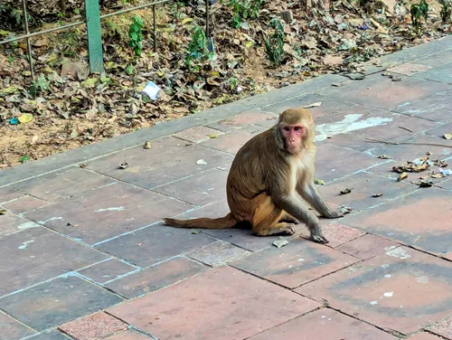 Monkeys near the main entrance at the Taj Mahal in Agra in India
