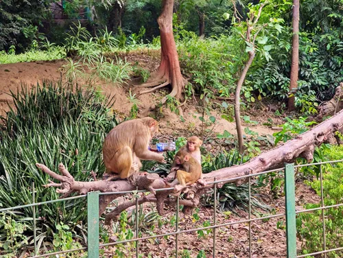 Monkeys near the main entrance at the Taj Mahal in Agra in India