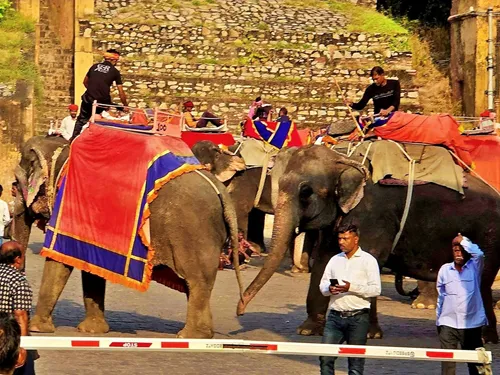 Elephants bringing visitors up to Surajpol dwaar (Sun Gate) in Amber Palace in Jaipur in India