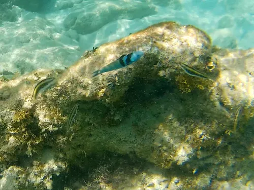 Photos seen when snorkeling in Isla Mujeres