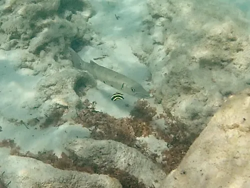 Photos seen when snorkeling in Isla Mujeres