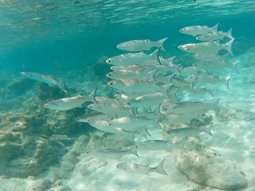 Photos seen when snorkeling in Isla Mujeres