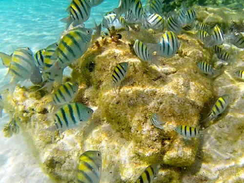 Photos seen when snorkeling in Isla Mujeres