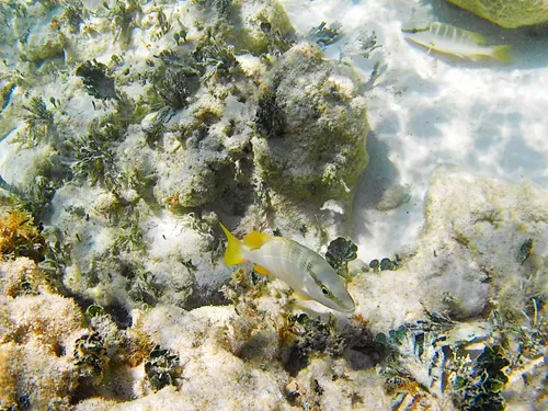 Photos seen when snorkeling in Isla Mujeres