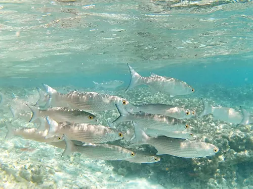 Photos seen when snorkeling in Isla Mujeres