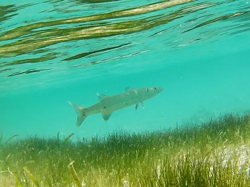 Photos seen when snorkeling in Isla Mujeres