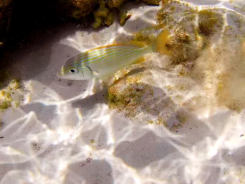 Photos seen when snorkeling in Isla Mujeres