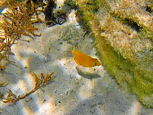 Photos seen when snorkeling in Isla Mujeres