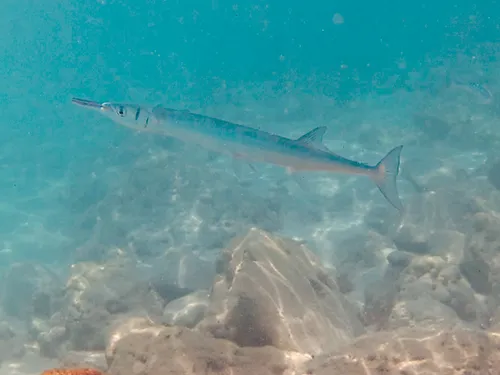 Photos seen when snorkeling in Isla Mujeres