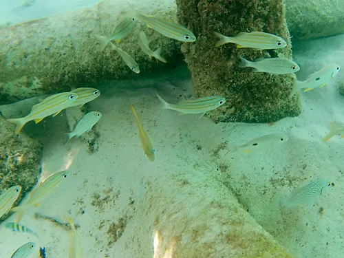 Photos seen when snorkeling in Isla Mujeres