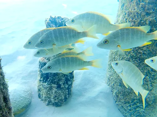 Photos seen when snorkeling in Isla Mujeres