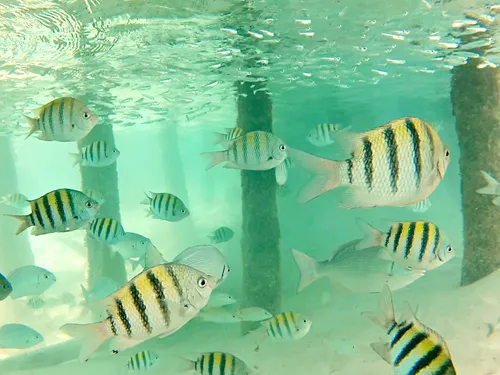 Photos seen when snorkeling in Isla Mujeres