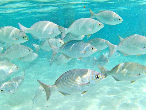 Photos seen when snorkeling in Isla Mujeres