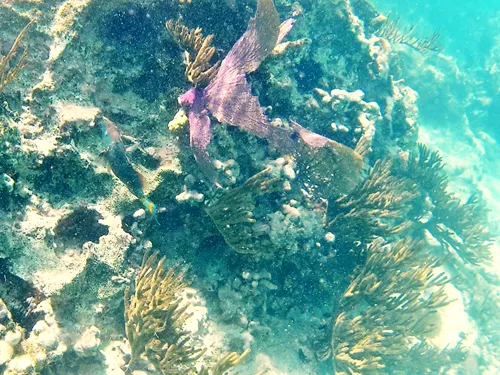 fish seen when snorkeling at El Farito Reef / Lighthouse Reef near Isla Mujeres