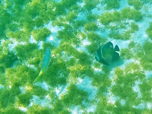 fish seen when snorkeling at El Farito Reef / Lighthouse Reef near Isla Mujeres