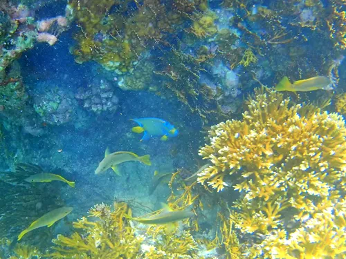 fish seen when snorkeling at El Farito Reef / Lighthouse Reef near Isla Mujeres