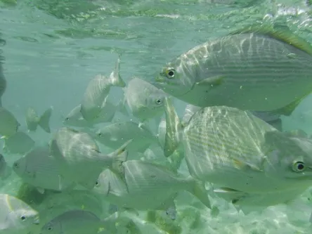 Photo of fish seen when snorkeling near Playa Norte in Isla Mujeres