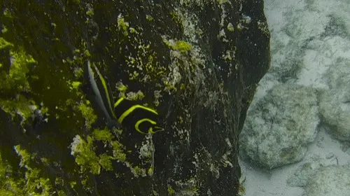 Photo of fish seen when snorkeling near Playa Norte in Isla Mujeres