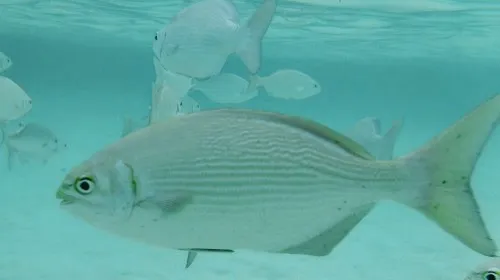 Photo of fish seen when snorkeling near Playa Norte in Isla Mujeres