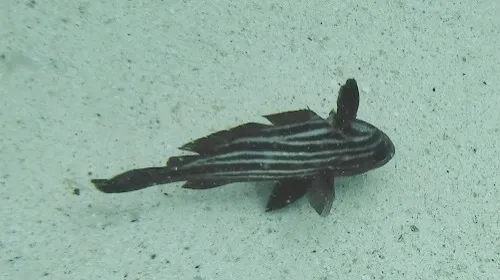 Photo of fish seen when snorkeling near Playa Norte in Isla Mujeres