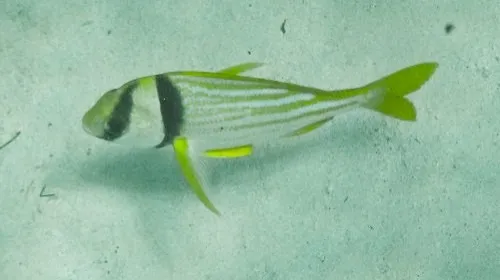 Photo of fish seen when snorkeling near Playa Norte in Isla Mujeres