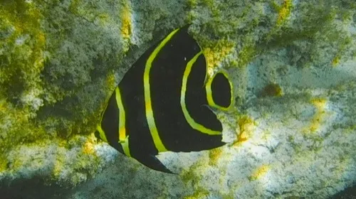 Photo of fish seen when snorkeling near Playa Norte in Isla Mujeres