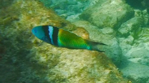 Photo of fish seen when snorkeling near Playa Norte in Isla Mujeres