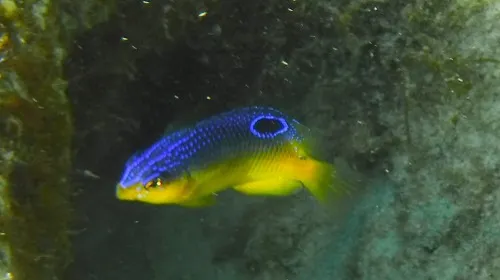 Photo of fish seen when snorkeling near Playa Norte in Isla Mujeres