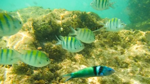 Photo of fish seen when snorkeling near Playa Norte in Isla Mujeres