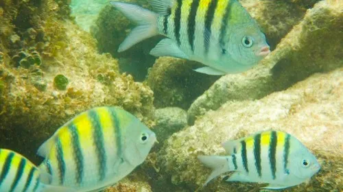 Photo of fish seen when snorkeling near Playa Norte in Isla Mujeres