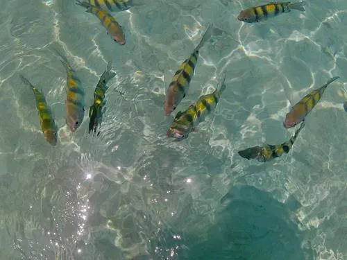 Sergeant Major fish swimming up to me in the water hoping to get fed in Isla Mujeres