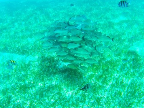 snorkeling at Garrafon de Castilla in Isla Mujeres