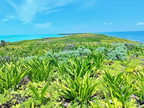 Isla COntoy covered in green plants with turquoise and blue water on the horizon