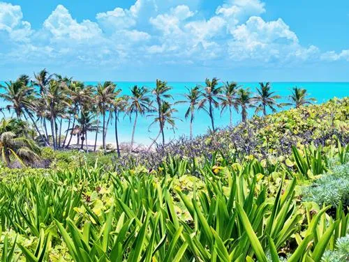 Palm trees and turquoise water of Isla Contoy