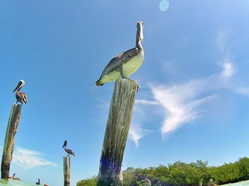 Pelicans sitting on poles at Isla Contoy