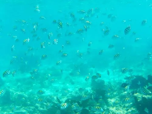 Fish seen when snorkeling at Ixlache Reef between Isla Contoy and Isla Mujeres