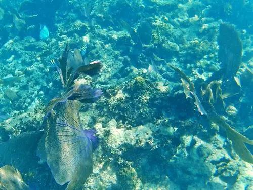 Fish seen when snorkeling at Ixlache Reef between Isla Contoy and Isla Mujeres