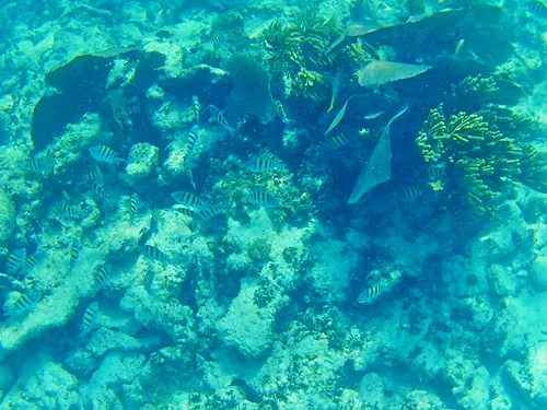 Fish seen when snorkeling at Ixlache Reef between Isla Contoy and Isla Mujeres