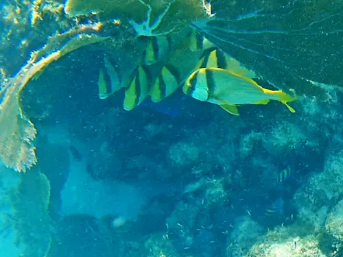 Fish seen when snorkeling at Ixlache Reef between Isla Contoy and Isla Mujeres