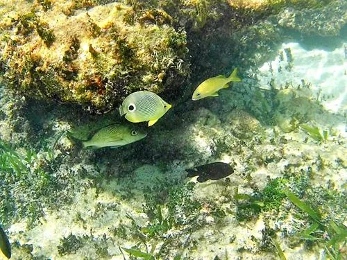 Photos seen when snorkeling in Isla Mujeres