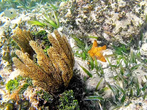 Photos seen when snorkeling in Isla Mujeres