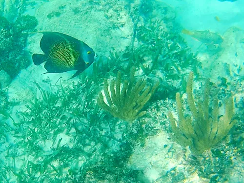 Photos seen when snorkeling in Isla Mujeres