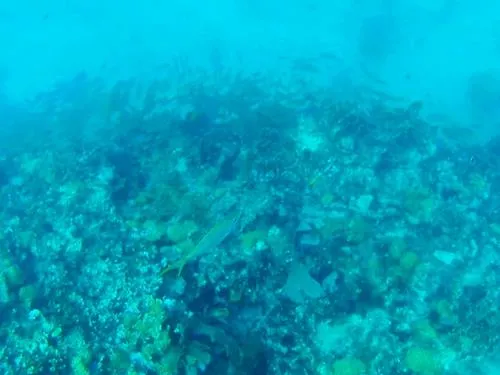 fish seen when snorkeling at Manchones Reef near Isla Mujeres