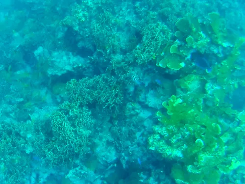 fish seen when snorkeling at Manchones Reef near Isla Mujeres