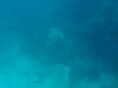 fish seen when snorkeling at Manchones Reef near Isla Mujeres