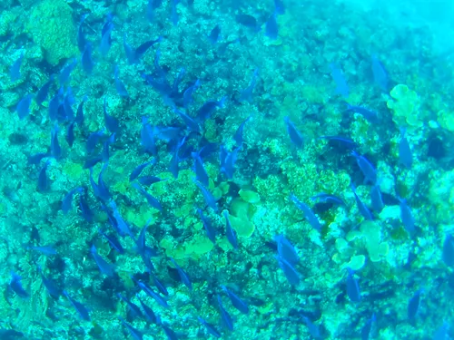 fish seen when snorkeling at Manchones Reef near Isla Mujeres